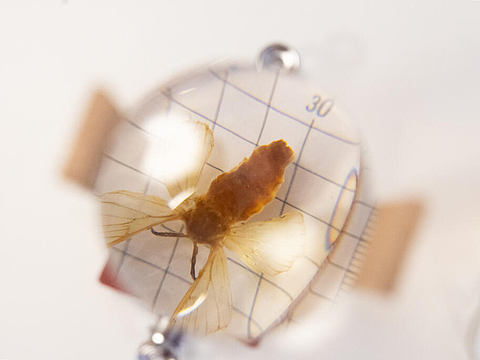 Im Forscherraum gibt es durchsichtige Kuppeln mit Insektenmodellen, die unter Lupen betrachtet werden können.